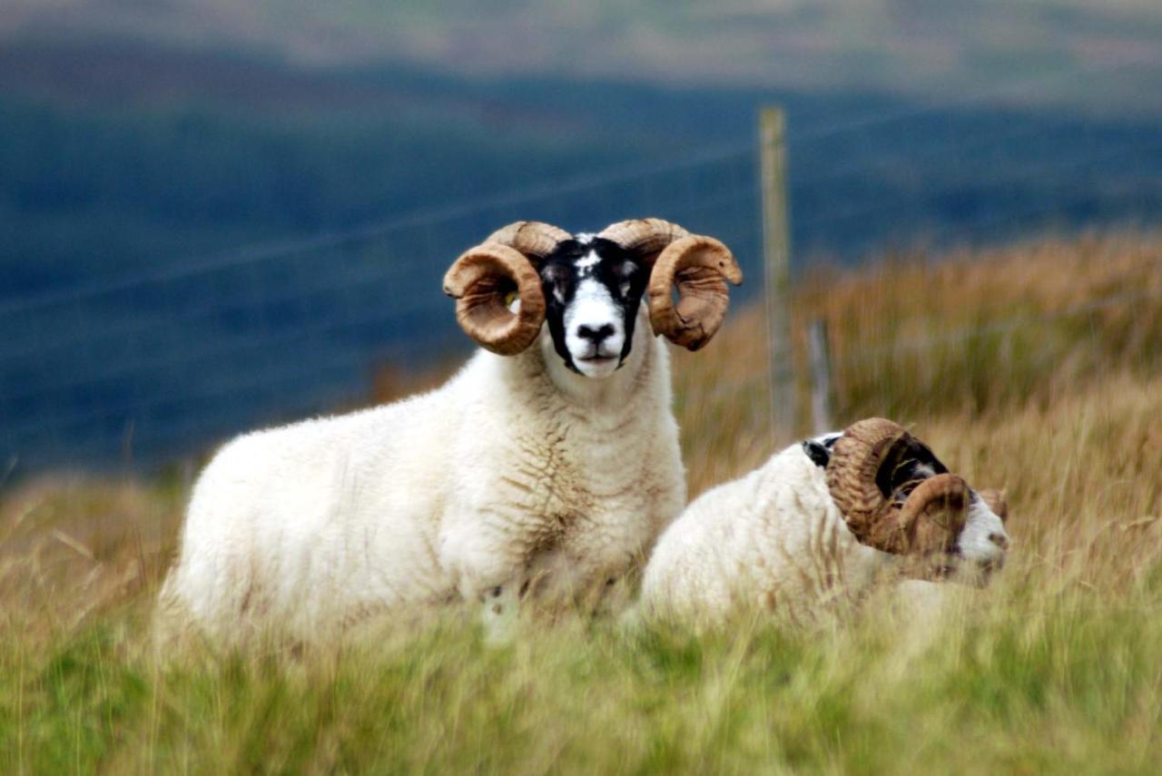 Bed and Breakfast Orsay House Portnahaven Esterno foto